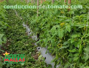 malla-para-el-tutoramiento-y-la-conduccion-de-los-cultivos-de-tomates-hortomallas